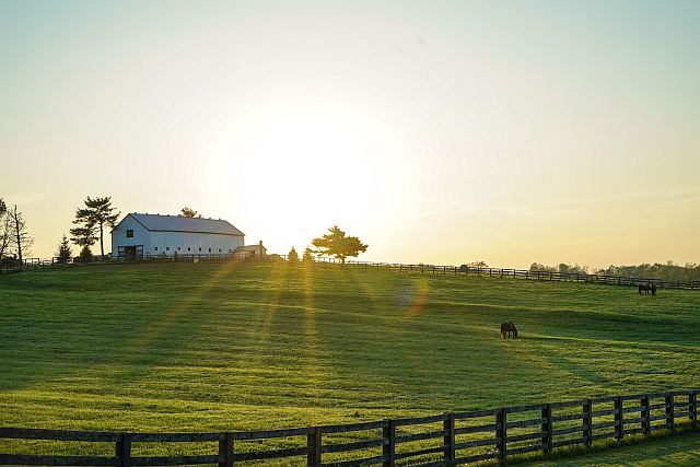A kentucky field with horses from pexels